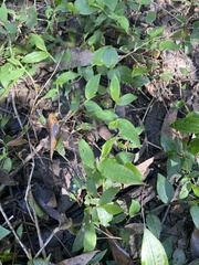 Oplismenus hirtellus