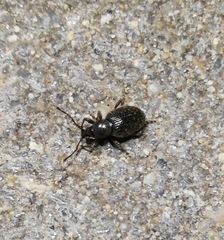 Otiorhynchus cribricollis