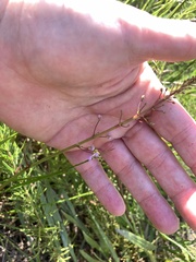 Desmodium rotundifolium