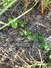 Desmodium rotundifolium