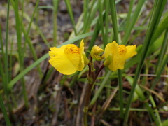 Utricularia