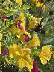 Bombus impatiens
