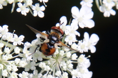 Gymnoclytia