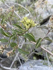Philadelphus lewisii