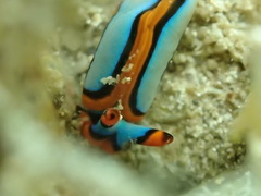 Thuridilla lineolata