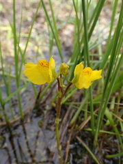 Utricularia