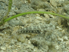 Cryptocentrus caeruleomaculatus