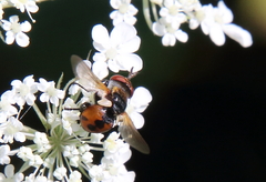 Gymnoclytia