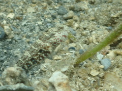 Cryptocentrus caeruleomaculatus