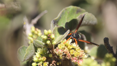 Hypodynerus vespiformis