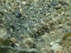 Cryptocentrus caeruleomaculatus