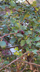 Cotoneaster lucidus