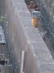 Ixobrychus cinnamomeus