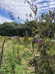 Vernonia noveboracensis