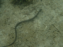 Acrochordus granulatus