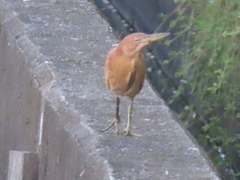 Ixobrychus cinnamomeus