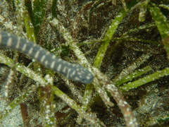 Acrochordus granulatus