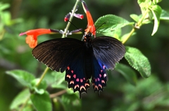 Parides photinus