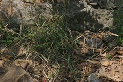 Polypogon interruptus