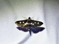 Desmia funeralis
