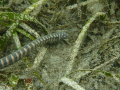 Acrochordus granulatus