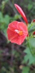 Ipomoea hederifolia