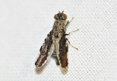 Callopistromyia strigula
