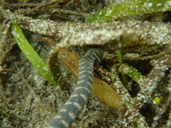 Acrochordus granulatus