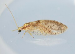 Hemerobius humulinus