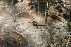 Polypogon interruptus