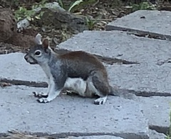 Sciurus aberti