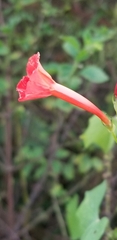 Ipomoea hederifolia