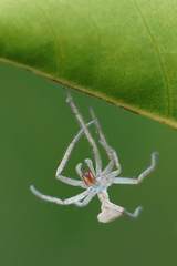 Hentzia mitrata