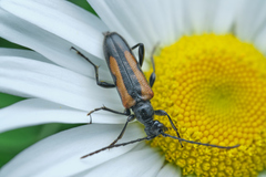 Strangalepta abbreviata