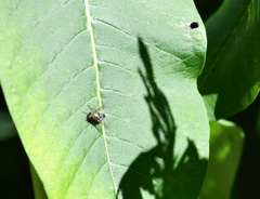 Lucilia coeruleiviridis