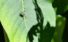 Lucilia coeruleiviridis