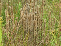 Liatris spicata