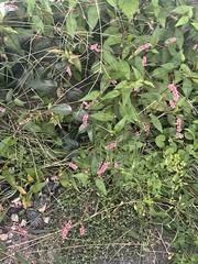 Persicaria longiseta