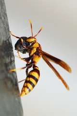 Polistes major major