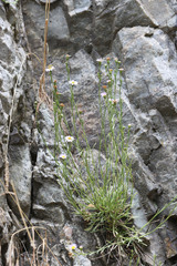Erigeron arenarioides
