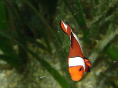 Amphiprion ocellaris