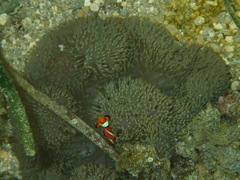Amphiprion ocellaris