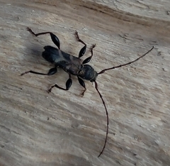 Ectosticta cleroides