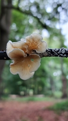 Crepidotus variabilis
