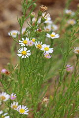 Erigeron arenarioides