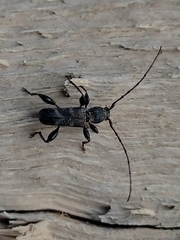 Ectosticta cleroides