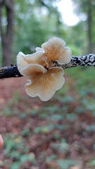 Crepidotus variabilis