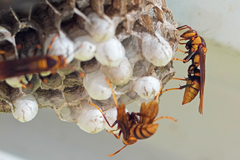 Polistes major major