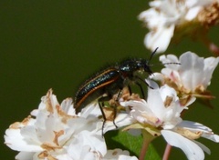 Astylus quadrilineatus