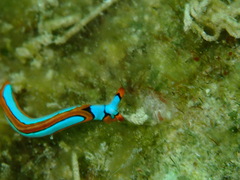 Thuridilla lineolata